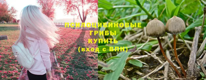 ОМГ ОМГ tor  Лебедянь  Галлюциногенные грибы Psilocybine cubensis  купить  цена 